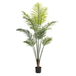 PALM PLANT IN POT - 160cm