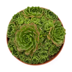 Rosularia crysantha 'Turkish Hens and Chicks'