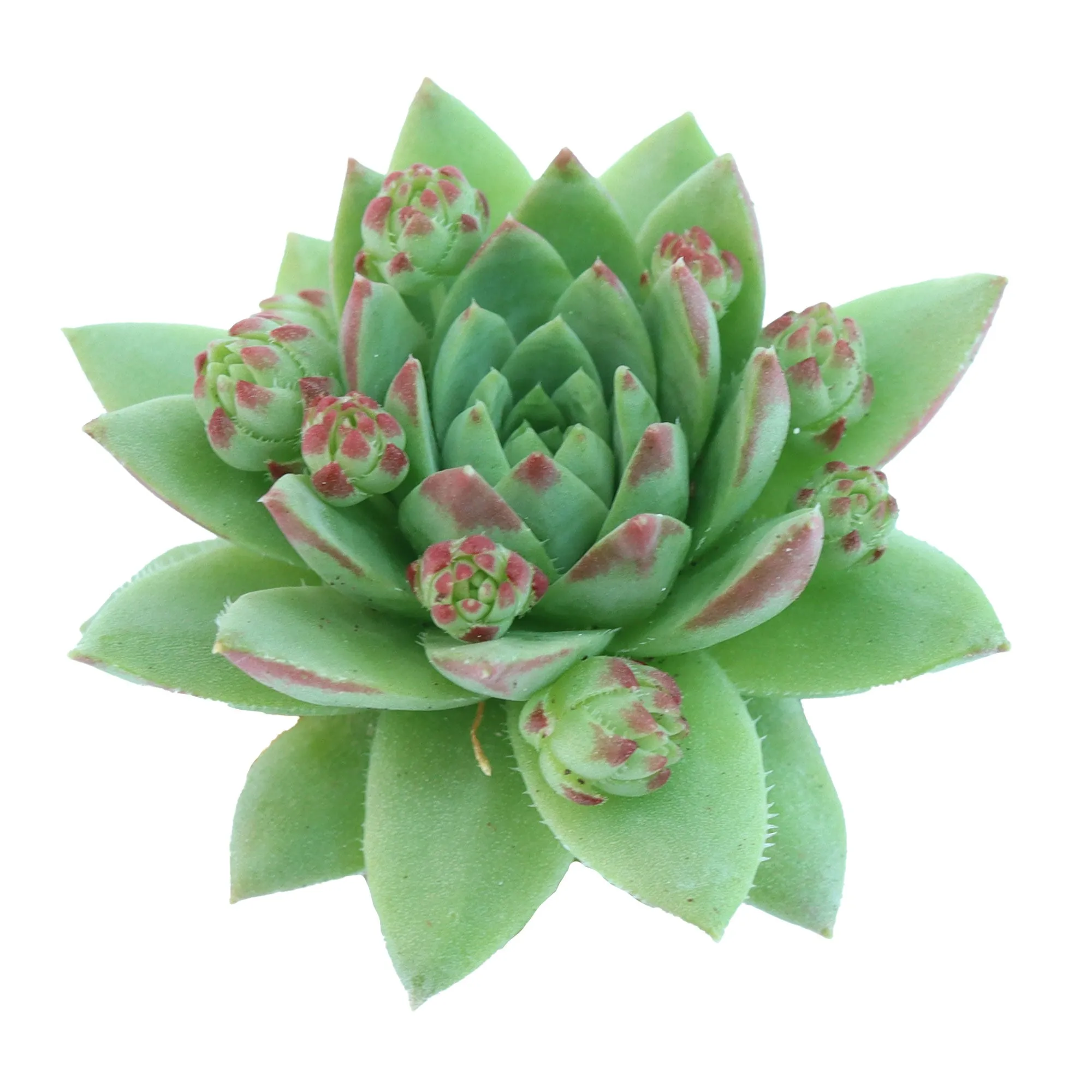 Sempervivum globiferum f/ Kokonose